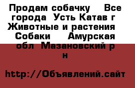 Продам собачку  - Все города, Усть-Катав г. Животные и растения » Собаки   . Амурская обл.,Мазановский р-н